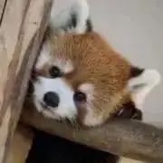 れおたんの画像