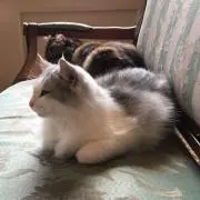 クローバーの画像