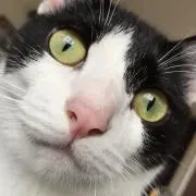 シロクロ