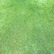 青芝の画像