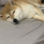 koo0の画像