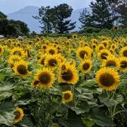 ひまわりの種の画像