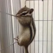 ひーー