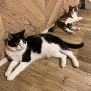 かずへい