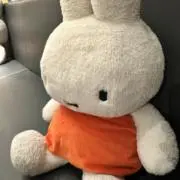 きょんの画像