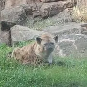またたび