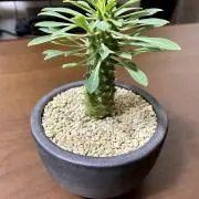 sakuraの画像