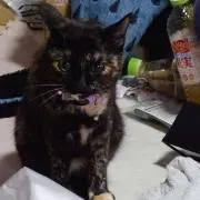 かず