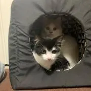 ササキの画像