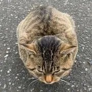 ぽへぽへの画像