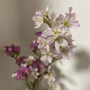 いろは