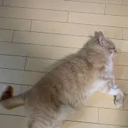 しゃかしゃか 6/24-6/26発送不可の画像