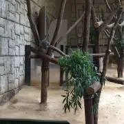 はなの画像