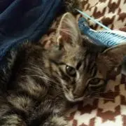ほたるの画像