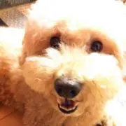 らっさん
