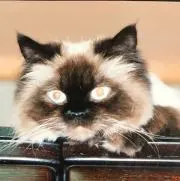 とよか