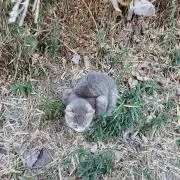 ちぎゅ
