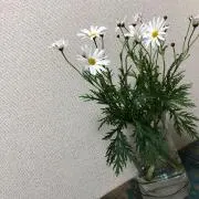 かっこんとうの画像