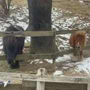 Laonの画像