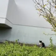 しょうの画像