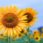 ひなたの画像