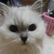 O-SO-MEの画像