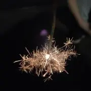 もふもふの画像