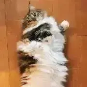 ねこ村の画像
