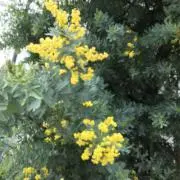 ベティの画像