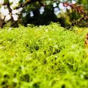 バンベオの画像