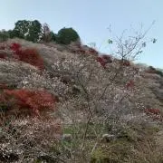 ななの画像