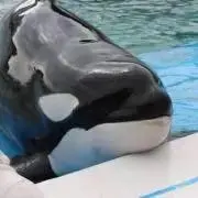 シャチ