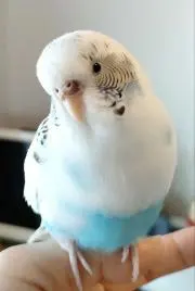ゆうぴぃ