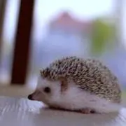 あんぬ（購入前にコメントお願いします）