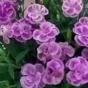 cotoc1の画像