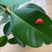 じゃり子の画像