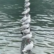 YIの画像