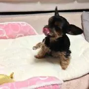 しゃ~んなろ~
