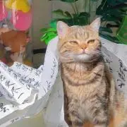 エンキ