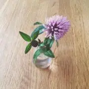 nee