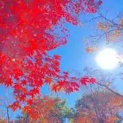 きほの画像