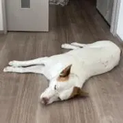 食パンマン
