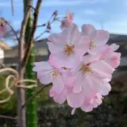 こっぺの画像
