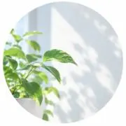 リンゴ大好きの画像