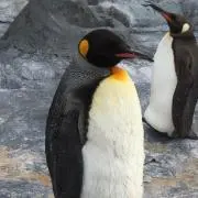 あお