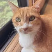 azuの画像
