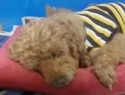 ぽんぽ※今月末までの出品となりますの画像