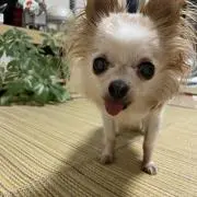 ぴの画像