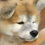 あきの画像