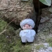ねっこの画像